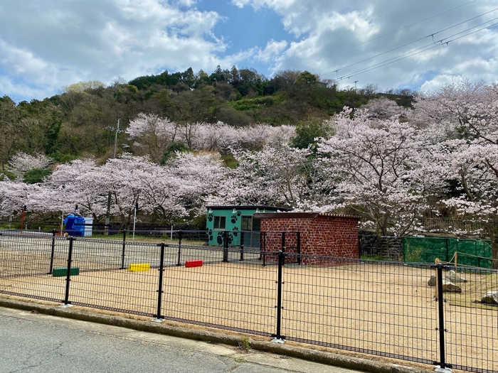 車中泊・ドッグランも