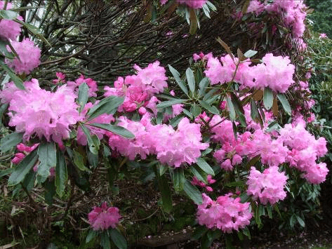 シャクナゲ (5月上旬~6月中旬)