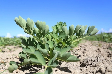 長寿の島で食される野菜「サクナ」、喜界島薬草農園が 3月9日を『サクナの日』に制定！ 3974649(サクナヨロシク)キャンペーンを3月3日から開催