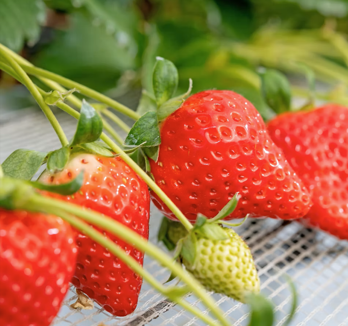 チーバベリー ※画像はイメージです