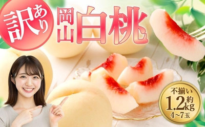 【岡山県倉敷市ふるさと納税】気品ある美しい桃「【訳あり】岡山白桃（家庭用）1.2kg以上 サイズ不揃い」を受付中です。