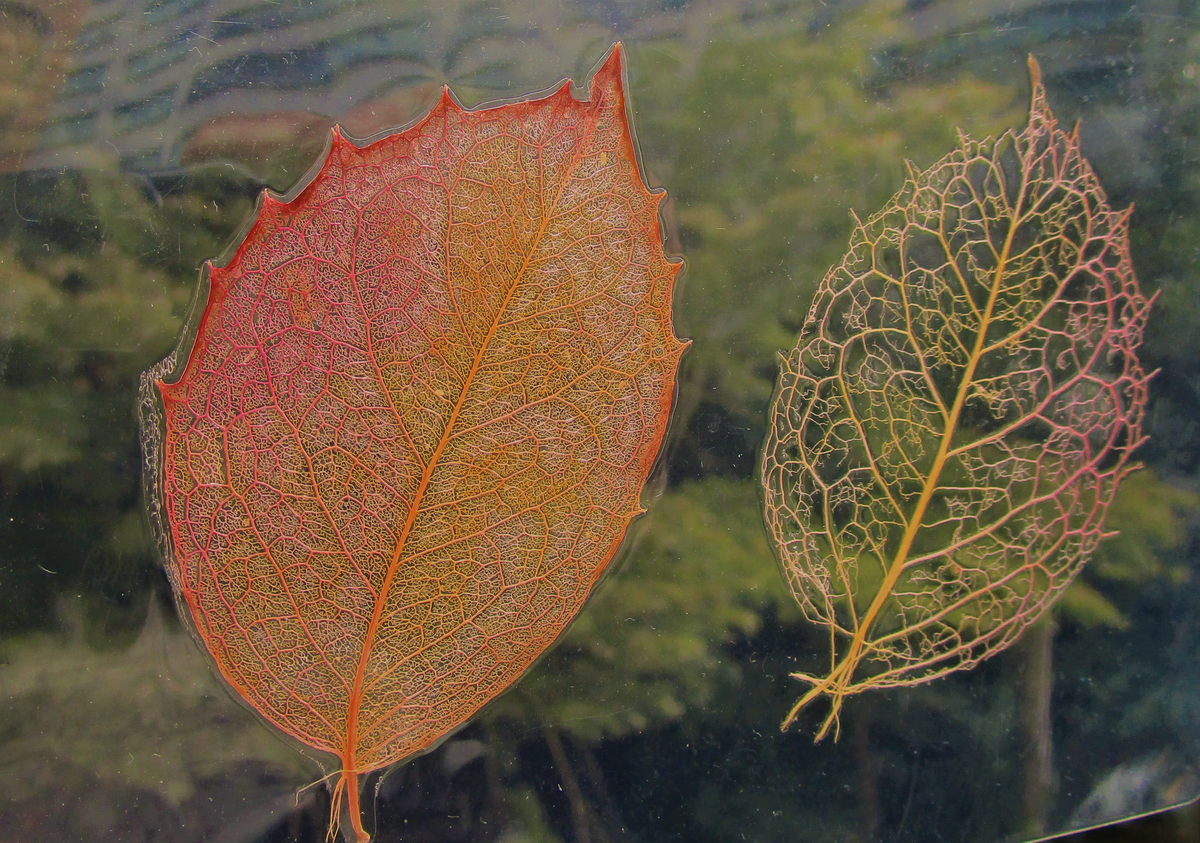 【無料配信】緑と水の市民カレッジ オンライン講座「葉脈標本をつくろう！」