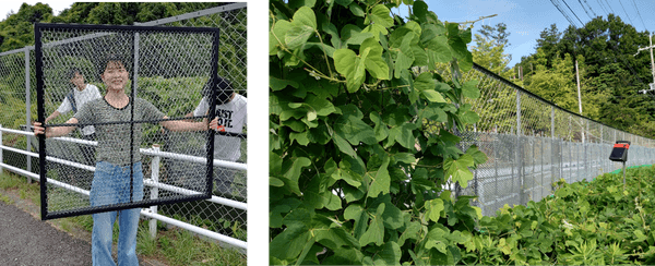 WCP（Weed Control Panel）（右）、WCPの試作品を設置したフェンス（左）