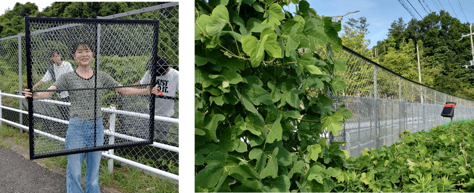 WCP（Weed Control Panel）（右）、WCPの試作品を設置したフェンス（左）