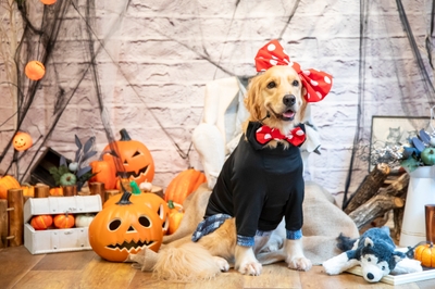 わんちゃんハロウィンフォト