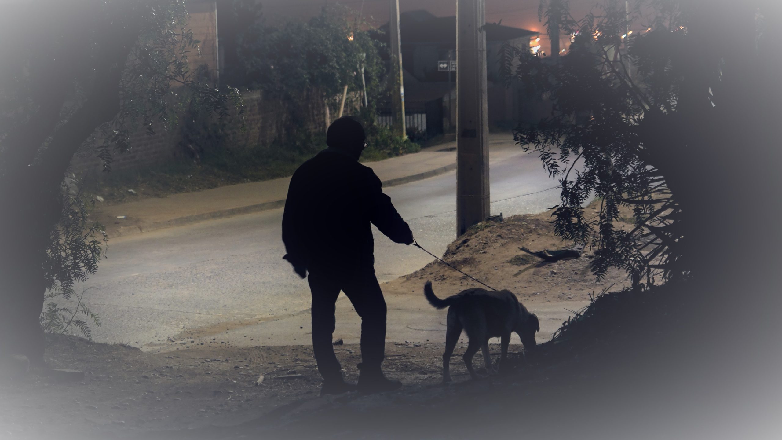 夜の散歩は危険が潜んでいる 夜の散歩で飼い主が気を付けるべき事とは Newscast