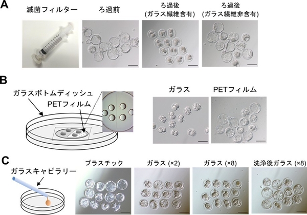 図1　マウス着床前胚に対するガラス器具の影響