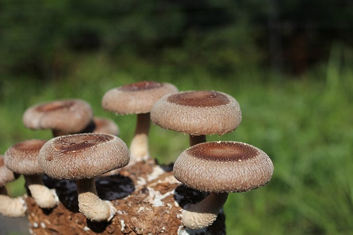 きのこ王国 きのこイメージ