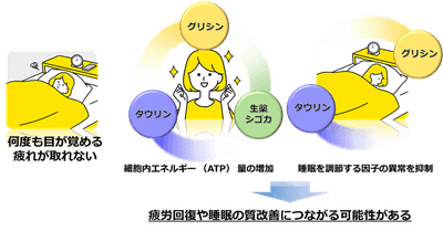 「タウリン、グリシン、生薬シゴカ中の成分が疲労の回復と睡眠の質改善につながる作用を発揮する（イメージ図）」