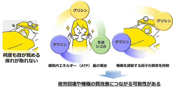 「タウリン、グリシン、生薬シゴカ中の成分が疲労の回復と睡眠の質改善につながる作用を発揮する（イメージ図）」