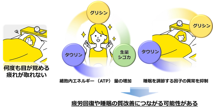 「タウリン、グリシン、生薬シゴカ中の成分が疲労の回復と睡眠の質改善につながる作用を発揮する(イメージ図)」