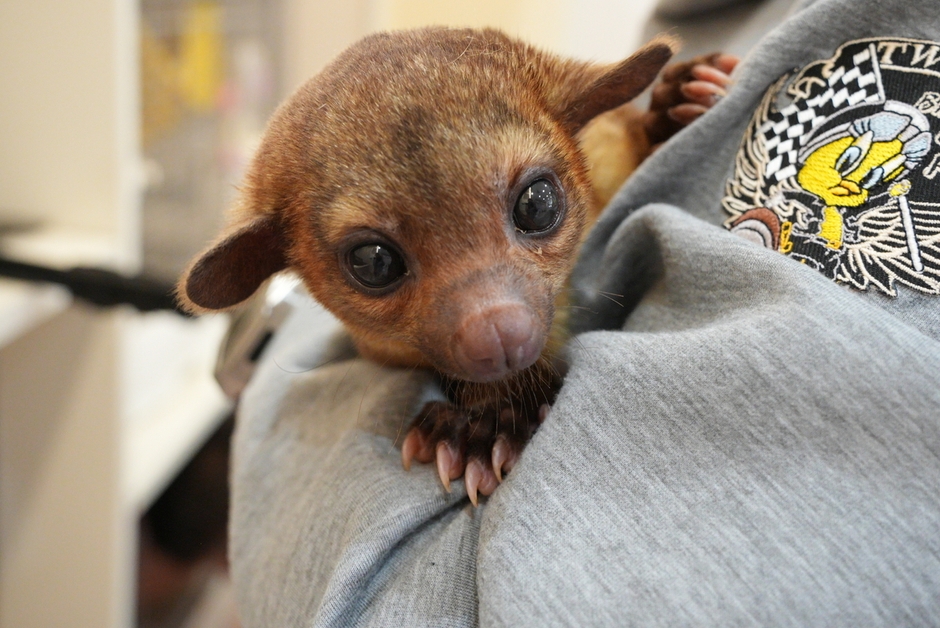 キンカジュー(1)