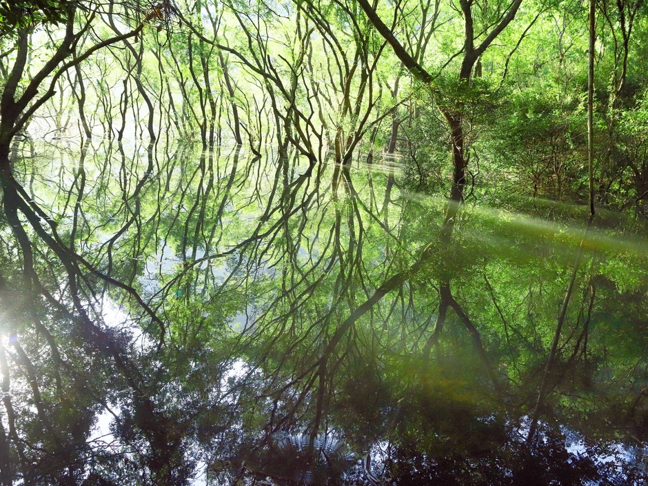 平戸いのししの森
