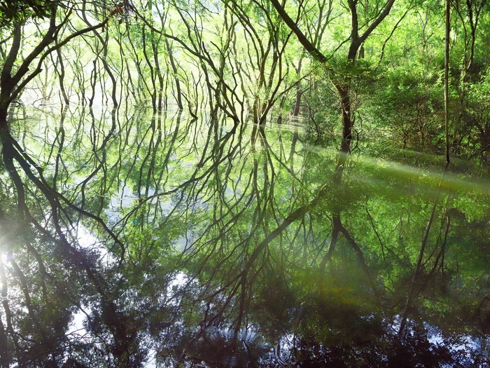 平戸いのししの森