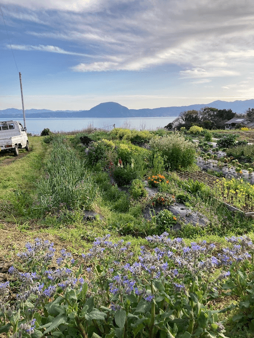 露地栽培風景