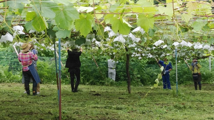 ぶどう笠掛作業