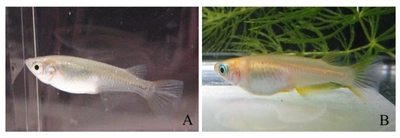 野生メダカとヒメダカの生態・行動特性を解明　近畿大学農学部環境管理学科 准教授 北川 忠生らの研究成果