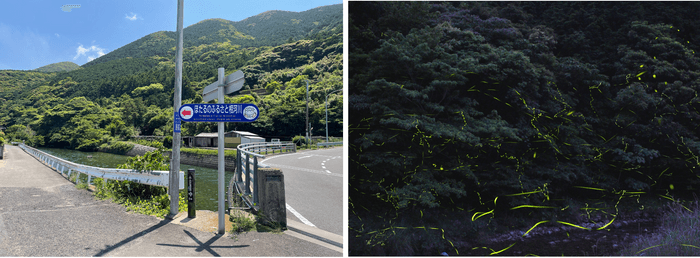 ゲンジ ボタルは人里に近い、生活排水が流れ込まないような清流をすみかとします