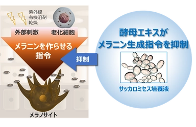 シミの引き金であるメラニン生成指令を酵母エキスが抑制 ～サッカロミセス培養液の新たな作用を発見～