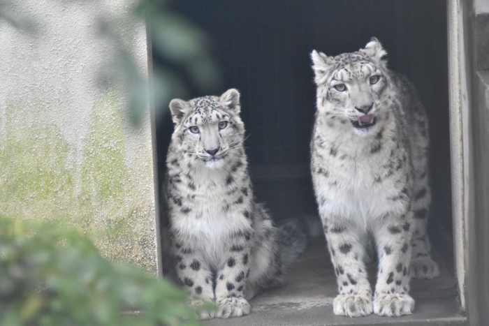 「いしかわ動物園」へは宿から車で約30分。ユキヒョウの親子（画像提供：いしかわ動物園）