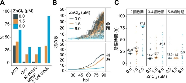 図3　ライブセルイメージングで検出された亜鉛に暴露したマウス胚の異常