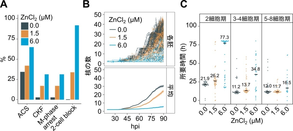 図3 ライブセルイメージングで検出された亜鉛に暴露したマウス胚の異常