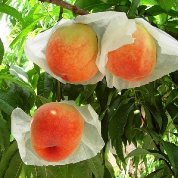 和歌山の桃 日川白鳳
