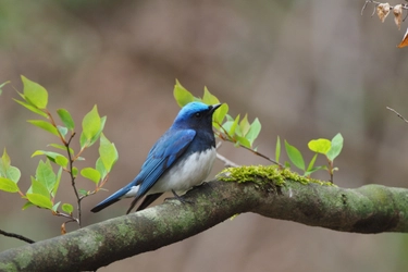 【星のや軽井沢】新緑が美しい早朝の森で野鳥観察＆ティータイム「プライベート探鳥」開催｜期間：2022年3月25日～5月31日