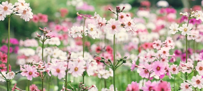 千手ヶ浜 クリンソウ