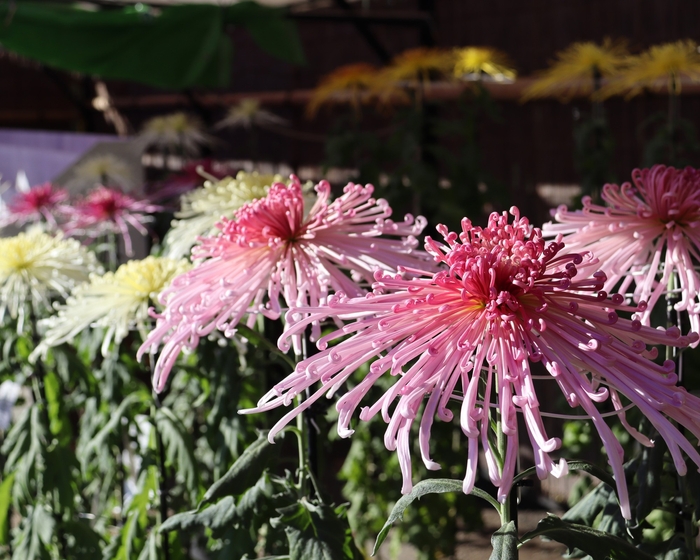 盆養(3本仕立て)