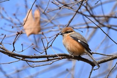 【小峰公園】あきる野の鳥見づくしを２月10日（土）に開催！秋川渓谷～小峰公園内までを散策します！