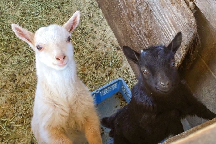 双子のミニヤギ しろまる(白)・くろまる(黒)