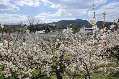 約1,000本の城州白梅(過去の満開時)