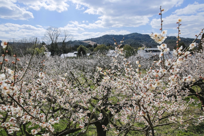約1,000本の城州白梅(過去の満開時)