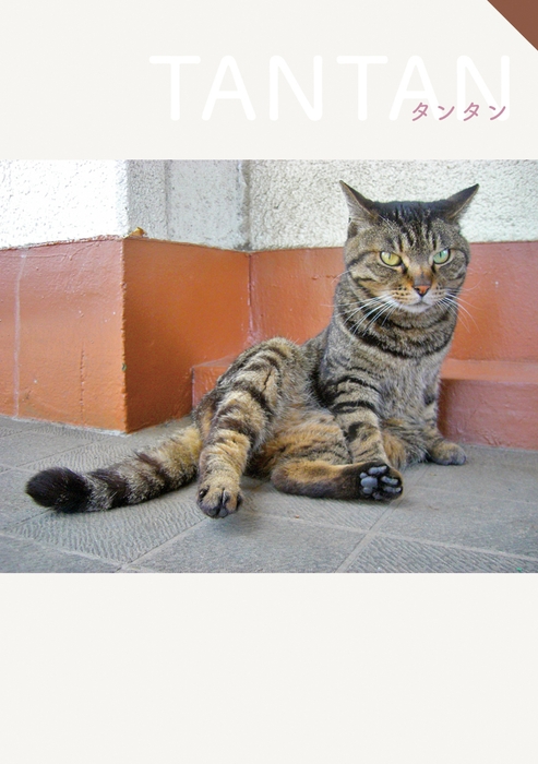 2代目癒し課主任 タンタン(故猫)