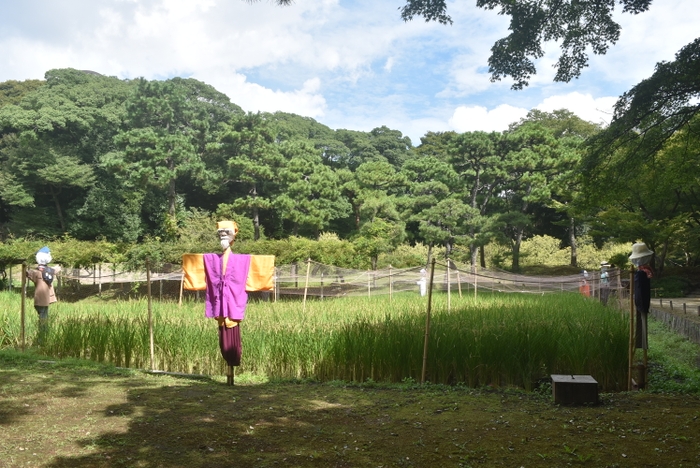 案山子と田園の風景（9月14日撮影）