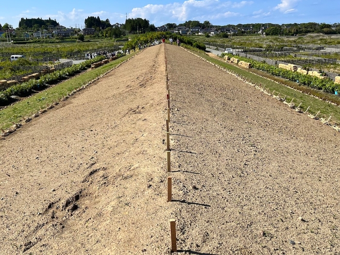 植樹前の造成マウンド