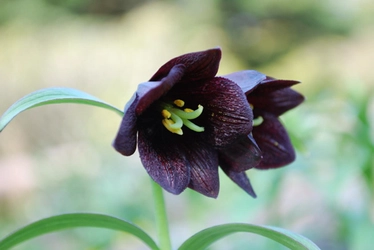 六甲高山植物園　ベストシーズン　伝説の恋の花　クロユリが見頃を迎えました