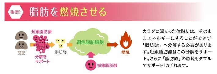 脂肪を燃焼させる