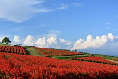 「兵庫県立公園 あわじ花さじき」の「サルビア」　（見ごろ：8月上旬～10月下旬）　©あわじ花さじき
