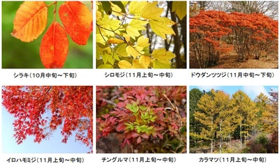 六甲高山植物園 市街地より一足早い秋の訪れ 紅葉見頃 10月下旬～11月上旬 ライトアップも開催決定！