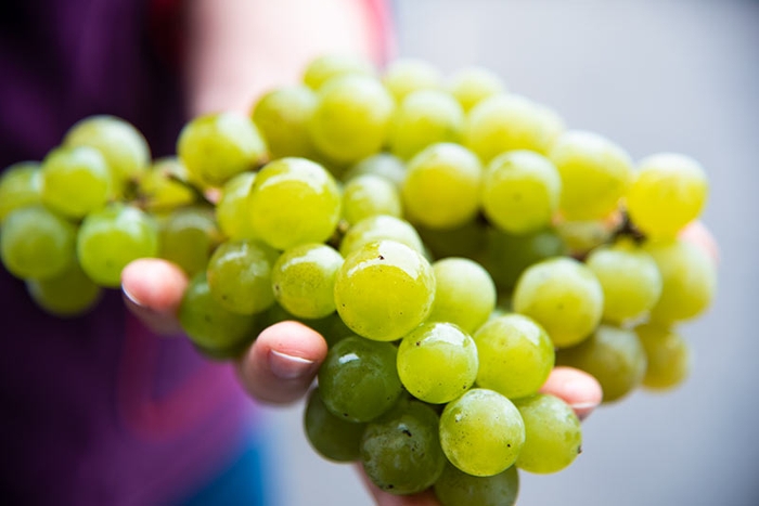 ワイナリーに届いたナイアガラ