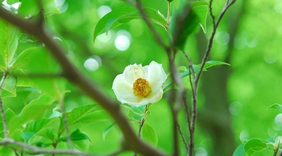 【六甲高山植物園】儚く美しい純白の花 沙羅の樹こと「ナツツバキ」が見頃です！