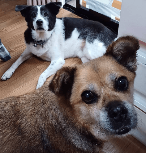 （障害者グループホームに住んでいる元保護犬の渕くんとプリンちゃん）