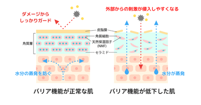 バリア機能が低下するとどうなるか