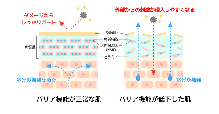 バリア機能が低下するとどうなるか