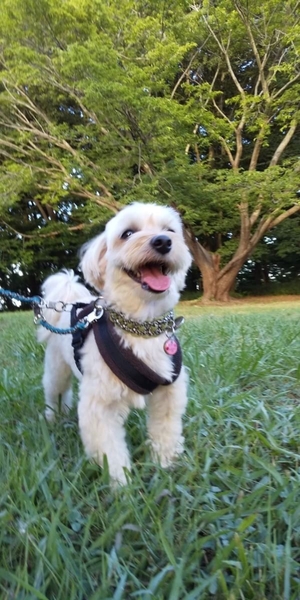犬の散歩4
