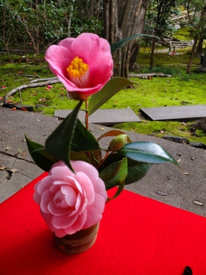 椿