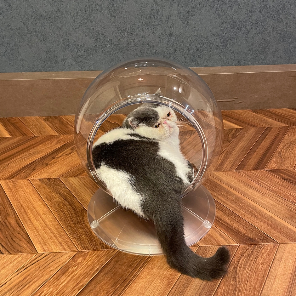 くつろぐ猫ちゃん(2)