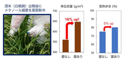 京都大学農学研究科との共同研究で 微生物やその細胞壁成分の葉面散布による酒米の増収に初めて成功